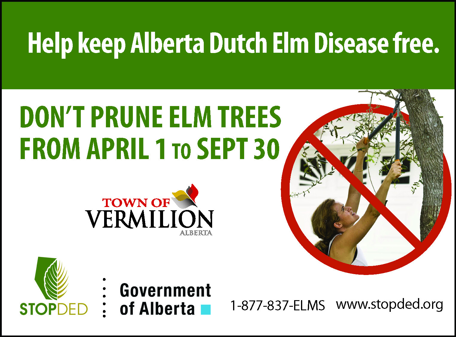 Prevent Dutch Elm Disease