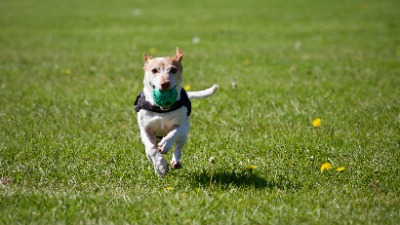 This dog park is fenced so your best friend can run free out of harm’s way.