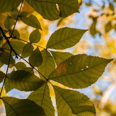 Leaves