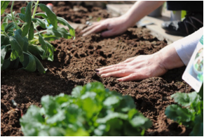 Community Garden